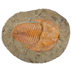 Genuine Trilobite (Ptychopariida) fossil on Matrix with acrylic display stand