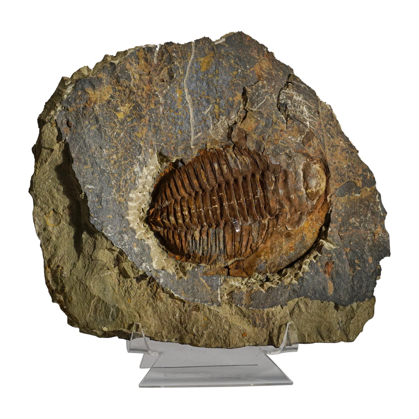 Trilobite auténtico (Ptychopariida) fósil en matriz con expositor acrílico
