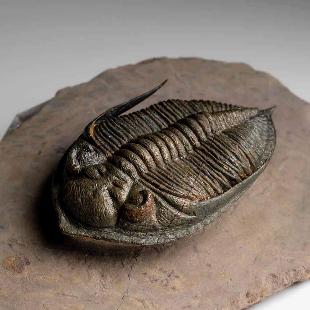 Éste es un hermoso trilobite (Zlichovaspis rugosa) de Atchana, Marruecos. Está bien colocado y prono, con excelentes detalles, incluidas las facetas oculares visibles en ambos ojos.

Los trilobites son una clase extinta de artrópodos marinos que