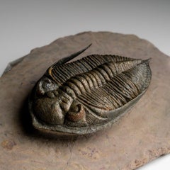 Trilobite auténtico (Zlichovaspis rugosa) Fósil sobre matriz (1,5 libras)