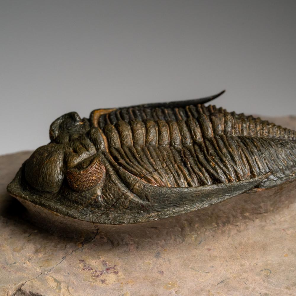 Trilobite auténtico (Zlichovaspis rugosa) Fósil sobre matriz (1,5 libras) siglo XVIII y antes en venta