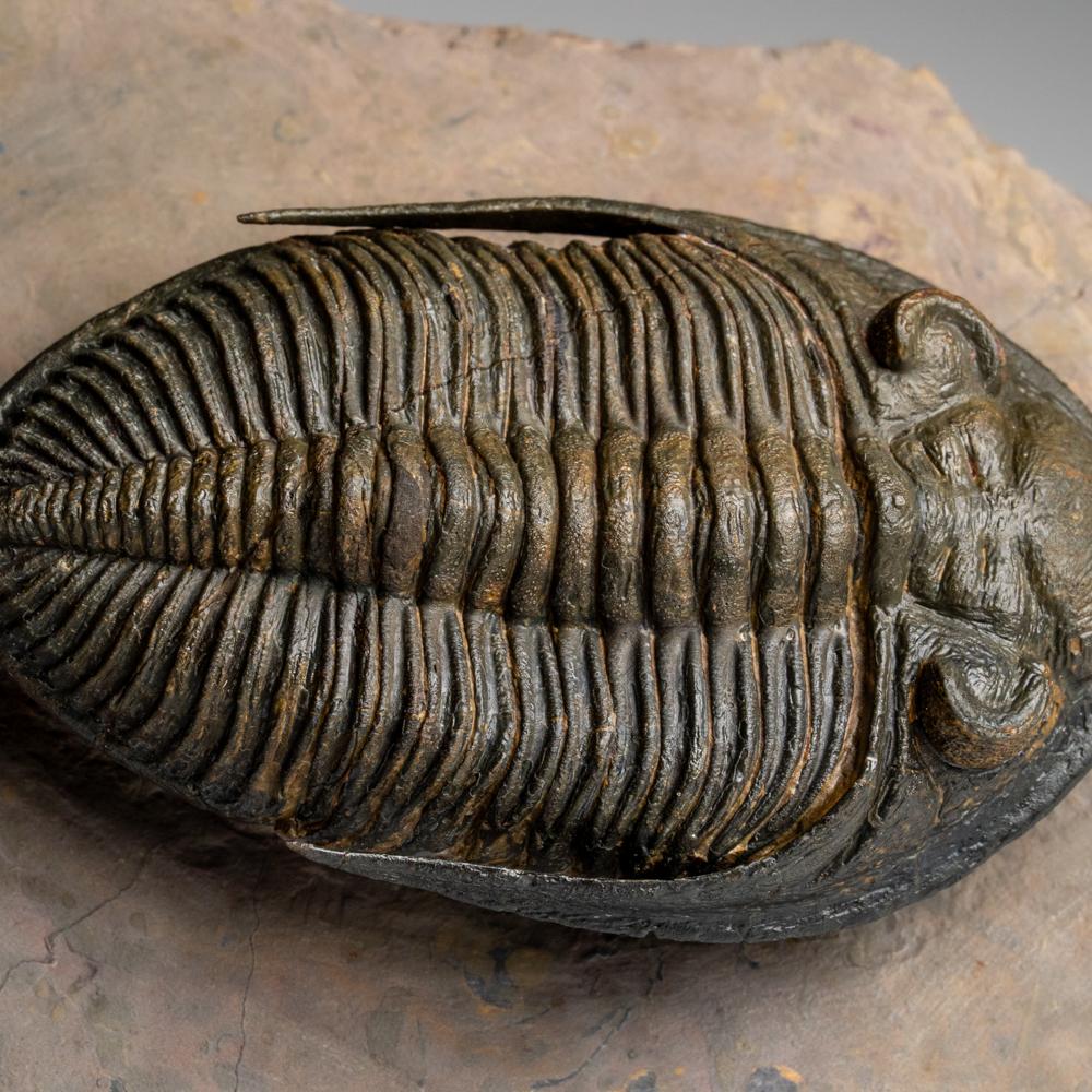 Trilobite auténtico (Zlichovaspis rugosa) Fósil sobre matriz (1,5 libras) en venta 1
