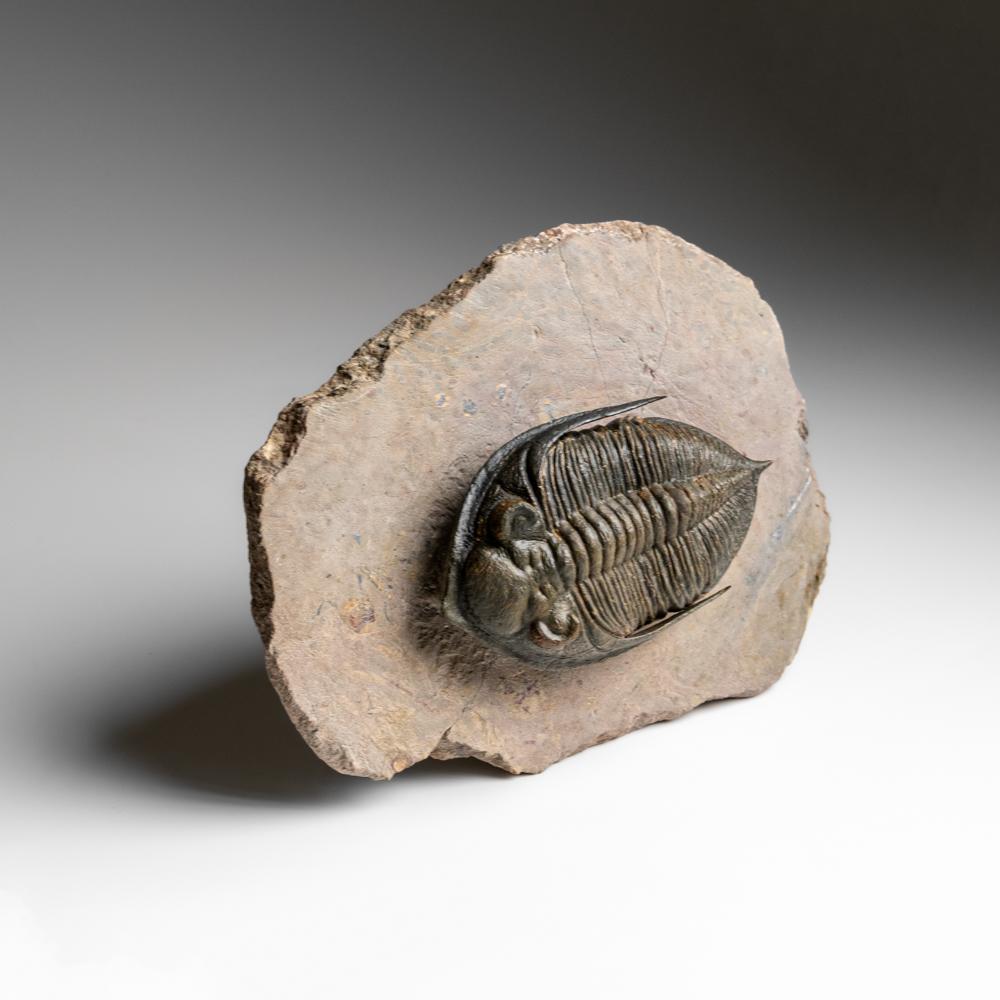 Trilobite auténtico (Zlichovaspis rugosa) Fósil sobre matriz (1,5 libras) en venta 2