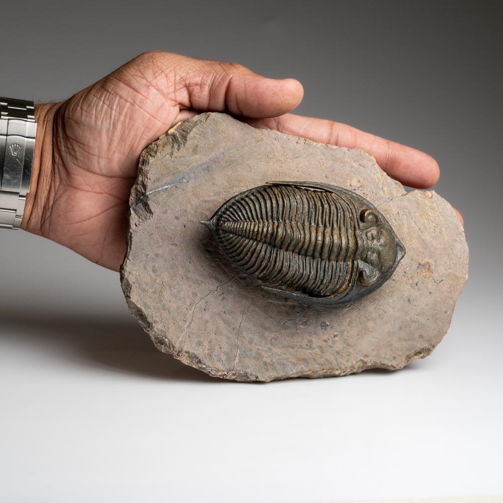 Trilobite auténtico (Zlichovaspis rugosa) Fósil sobre matriz (1,5 libras) en venta 3