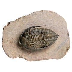 Genuine Trilobite (Zlichovaspis rugosa) Fossil on Matrix (1.5 lbs)
