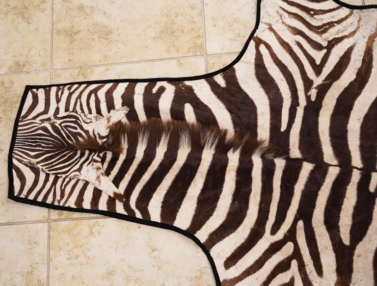 Genuine Well Preserved Burchell Zebra Skin with Black Felt Lining as a ...