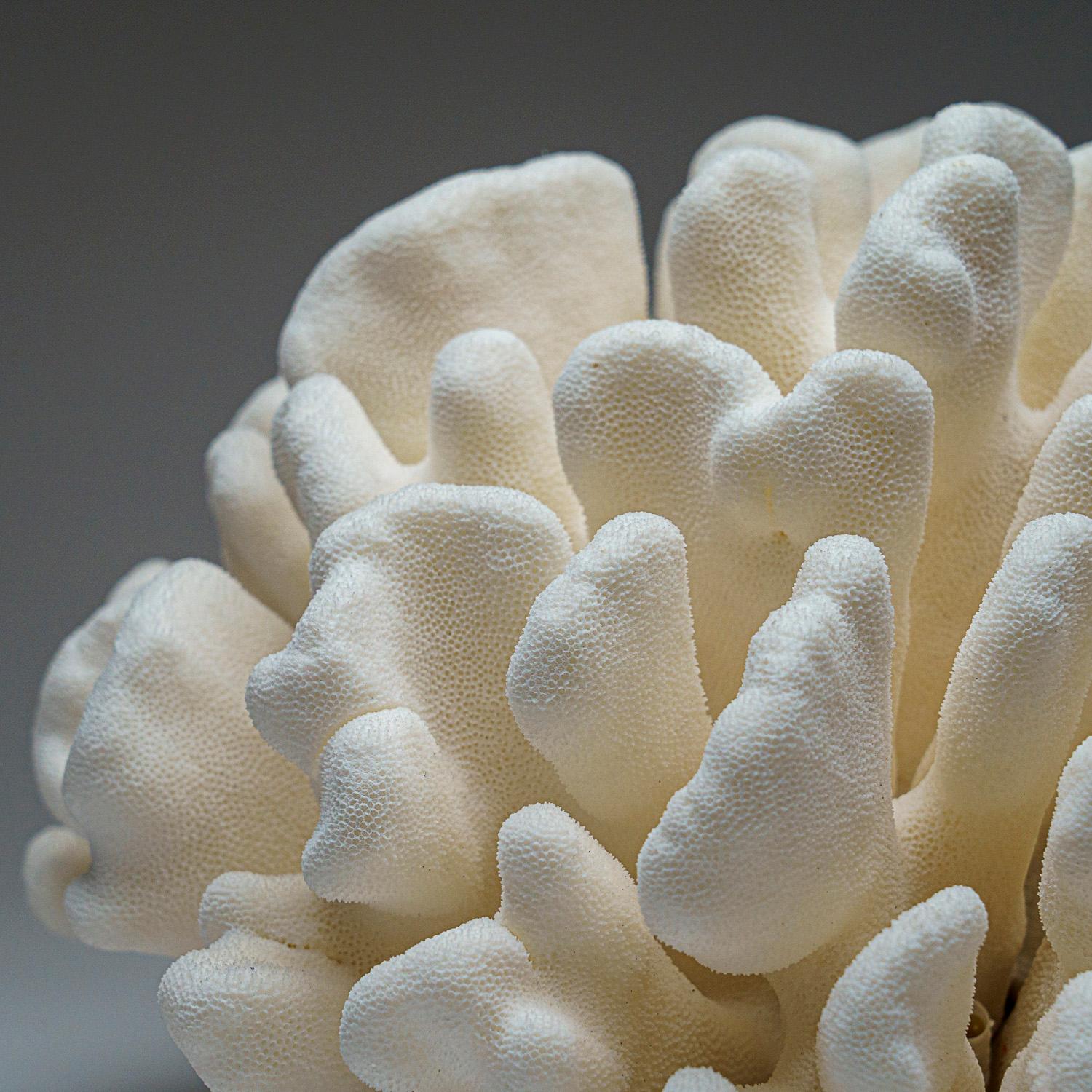 The Stylophora Coral is a small polyp stony coral commonly referred to as Cat's Paw, Club Finger, Cluster, Brush, or Bird's Nest Coral. It has rounded branches with blunt ends that differentiate it from other closely related SPS corals.
