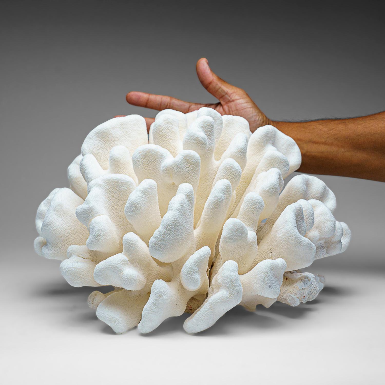 coral paw