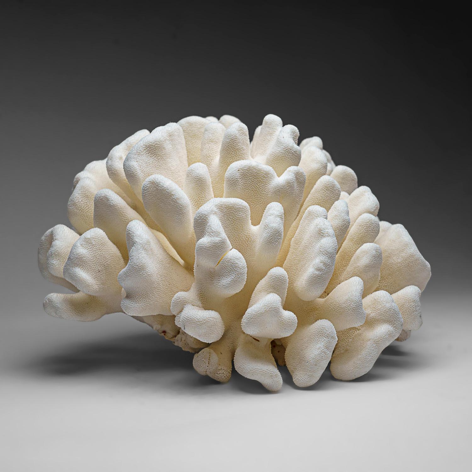 Genuine White Cat's Paw Coral (12 lbs) In New Condition For Sale In New York, NY