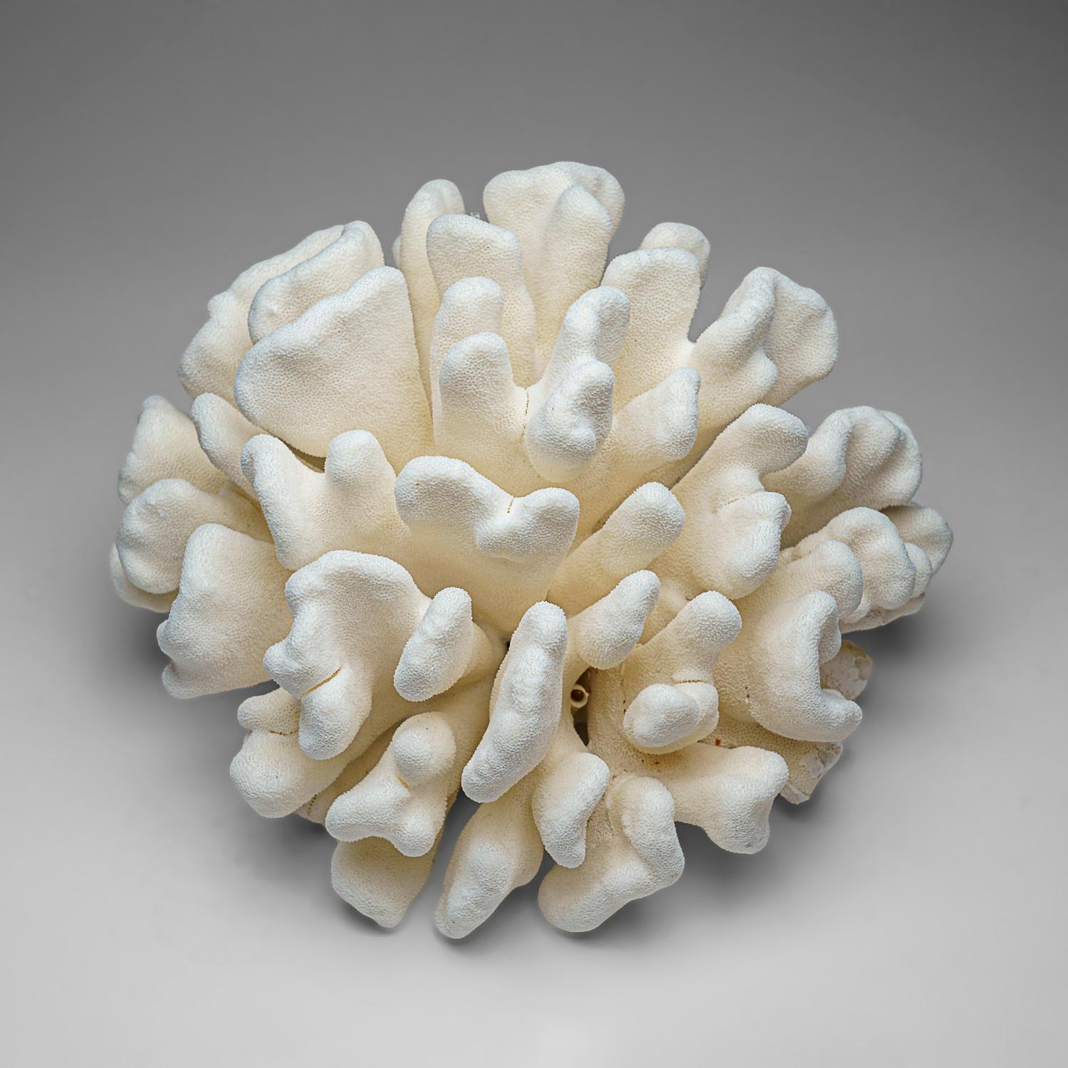 Contemporary Genuine White Cat's Paw Coral (12 lbs) For Sale