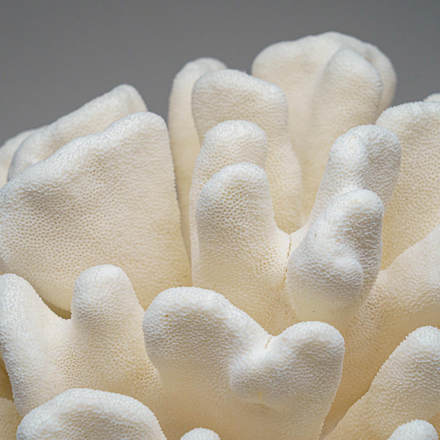 Other Genuine White Cat's Paw Coral (12 lbs) For Sale