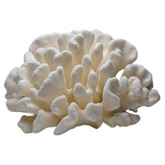 Corail véritable patte de chat blanc (12 livres)