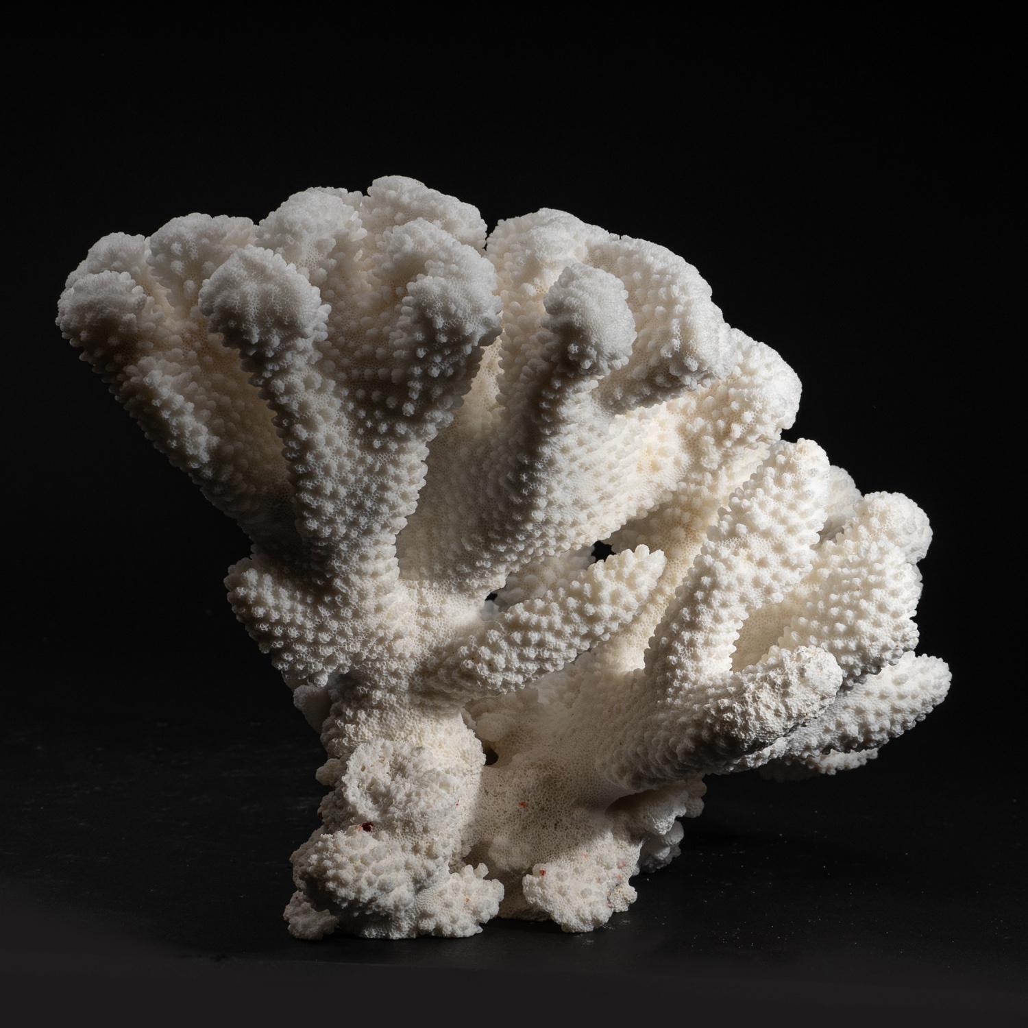 The Stylophora Coral is a small polyp stony coral commonly referred to as Cat's Paw, Club Finger, Cluster, Brush, or Bird's Nest Coral. It has rounded branches with blunt ends that differentiate it from other closely related SPS corals.

 Weight: