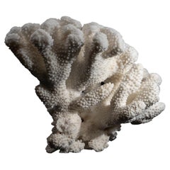 Genuine White Cat's Paw Coral, '6.2 Lbs'