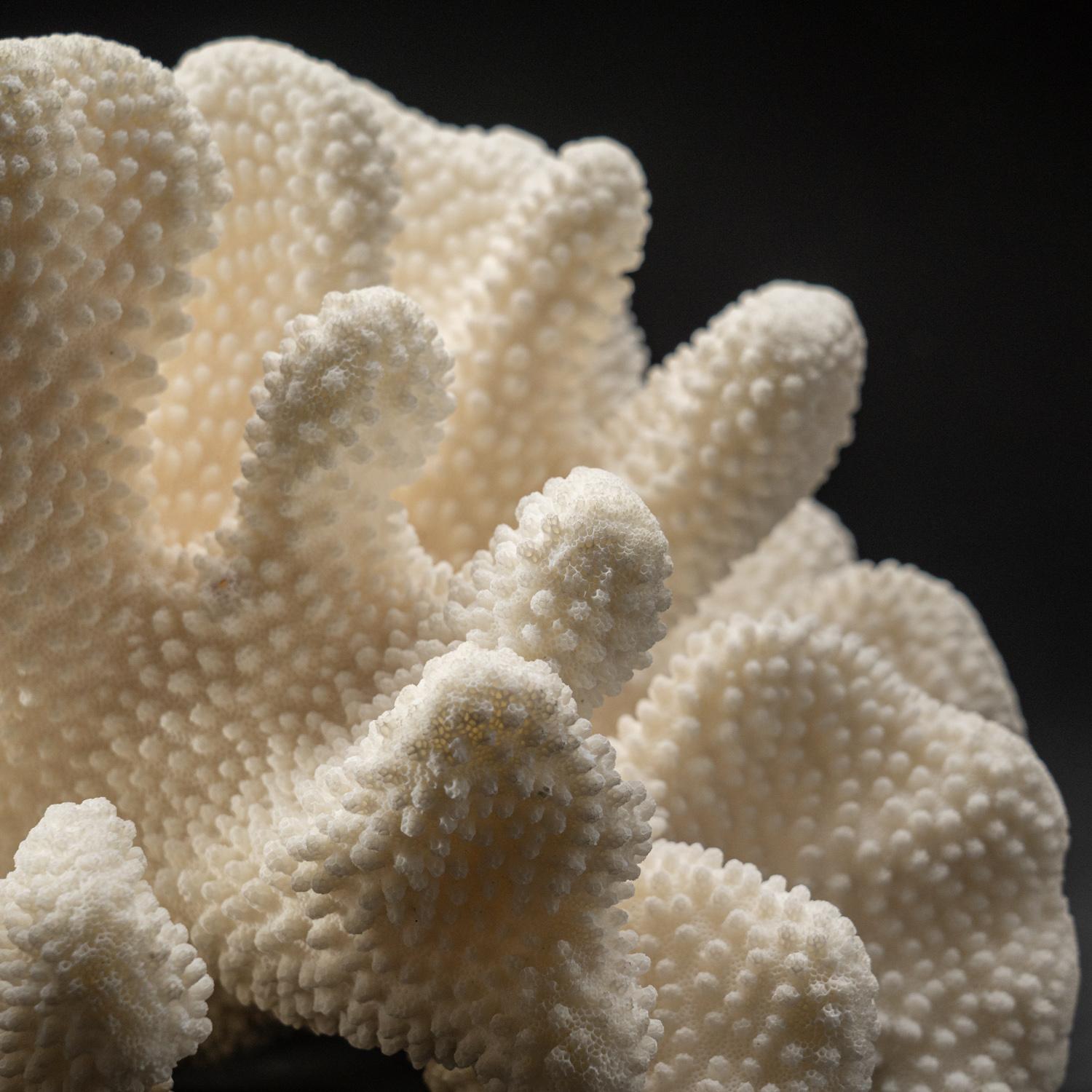 Le corail Stylophora est un corail pierreux à petit polype, communément appelé patte de chat, doigt de massue, grappe, brosse ou nid d'oiseau. Il possède des branches arrondies aux extrémités émoussées qui le différencient des autres coraux SPS