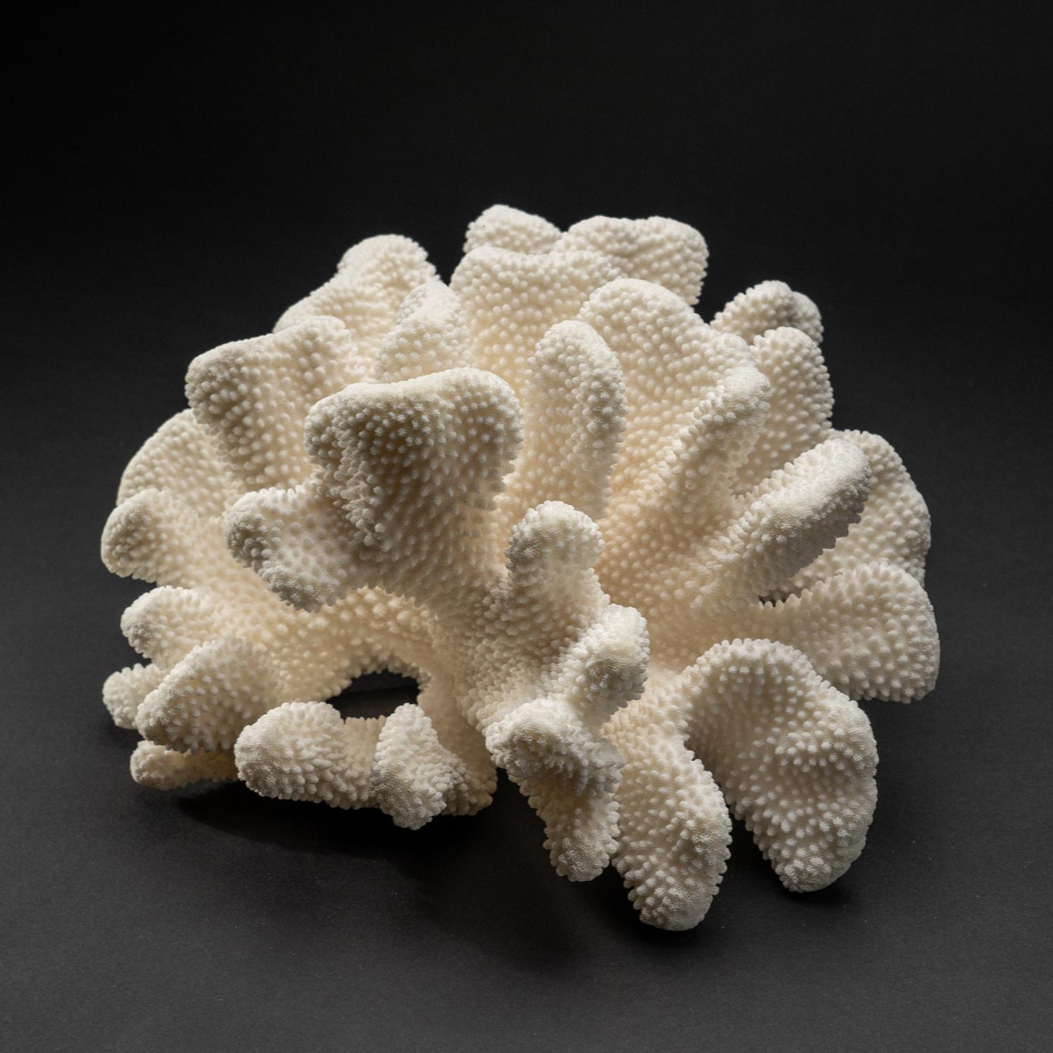 Corail véritable patte de chat blanc (7,8 kg) Neuf à New York, NY