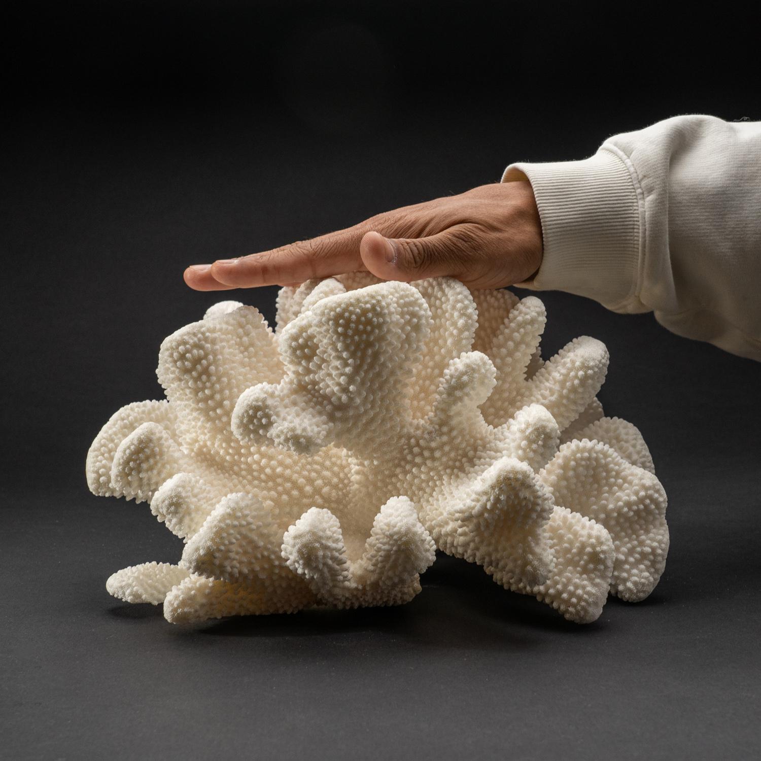 XXIe siècle et contemporain Corail véritable patte de chat blanc (7,8 kg)