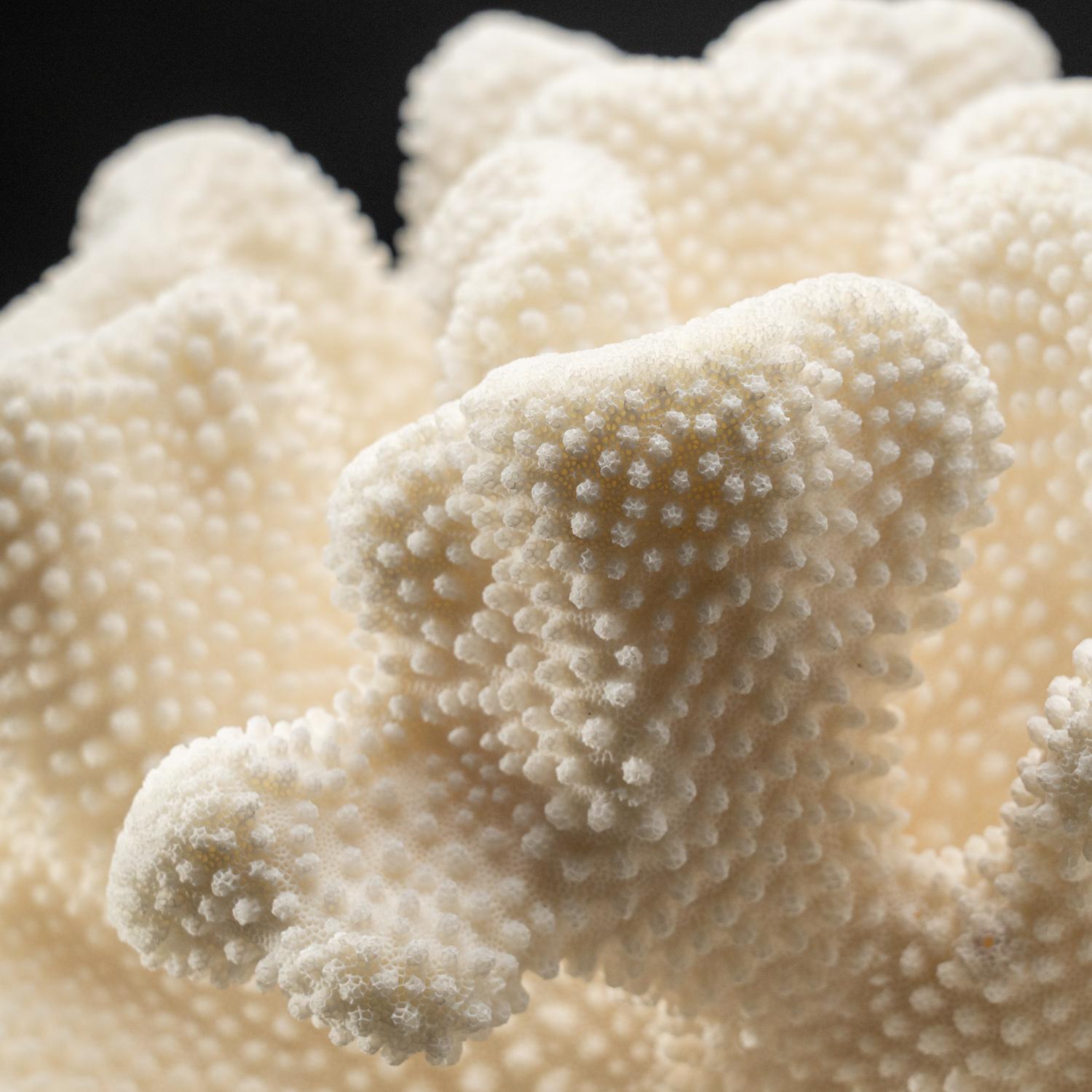 Autre Corail véritable patte de chat blanc (7,8 kg)