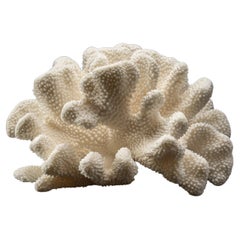 Corail véritable patte de chat blanc (7,8 kg)