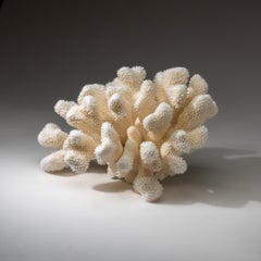 Genuine White Cat's Paw Coral (8.5 lbs)