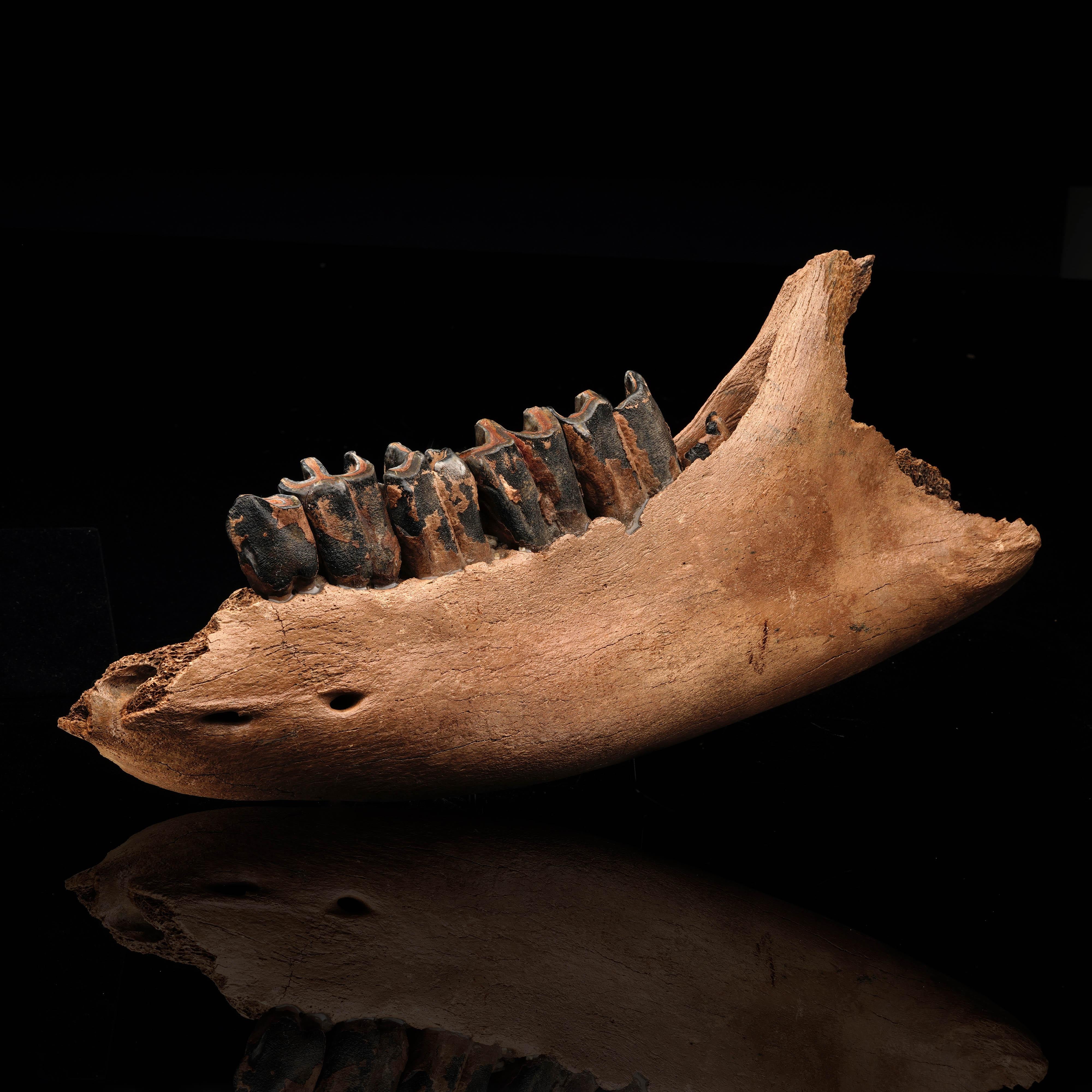 This is the intact and un-repaired fossilized lower jaw and teeth of a genuine woolly rhinoceros. An extinct mammal with similarities to the woolly mammoth and two large facial horns made of keratin, the woolly rhinoceros walked the earth in