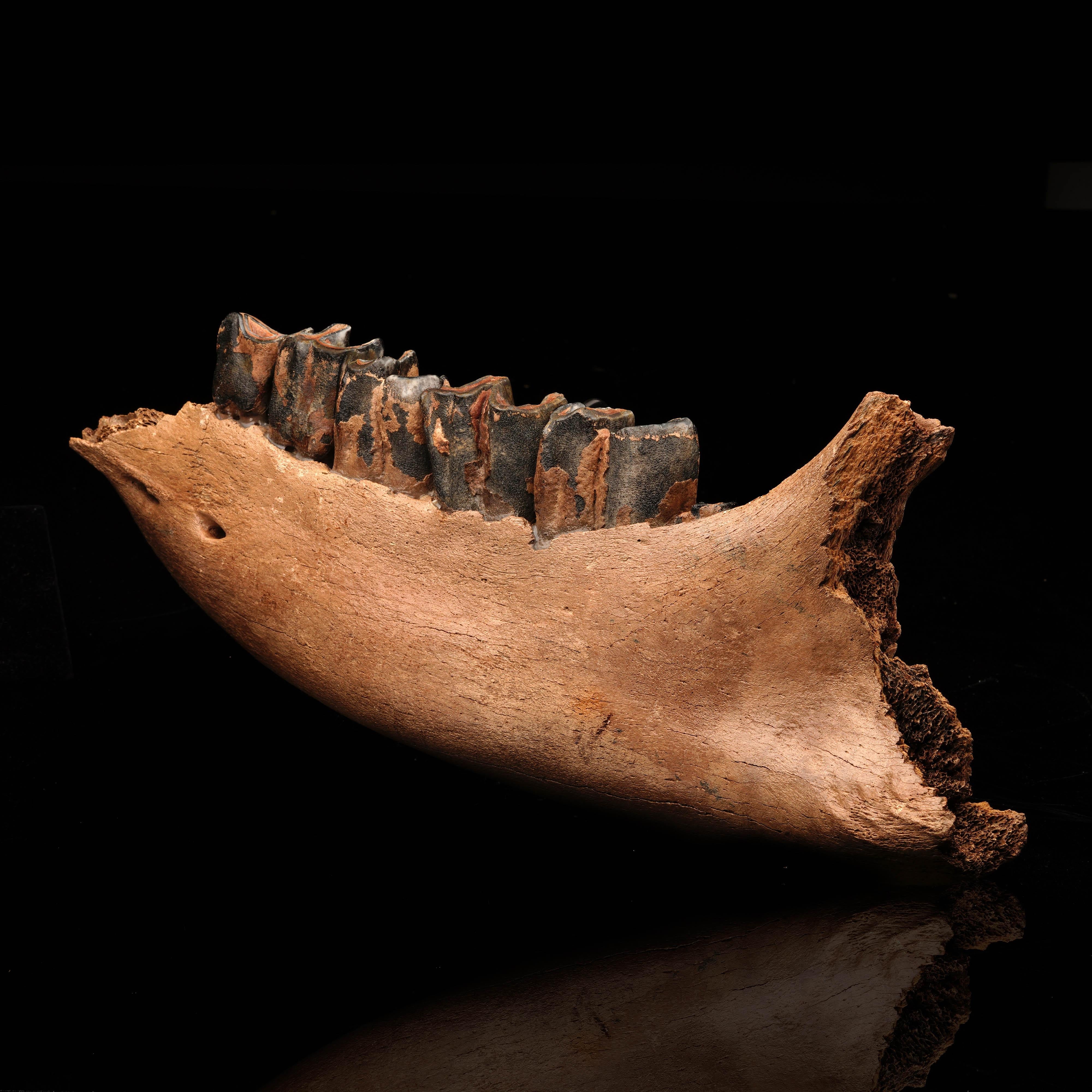 Genuine Woolly Rhino Jaw In Excellent Condition In New York, NY