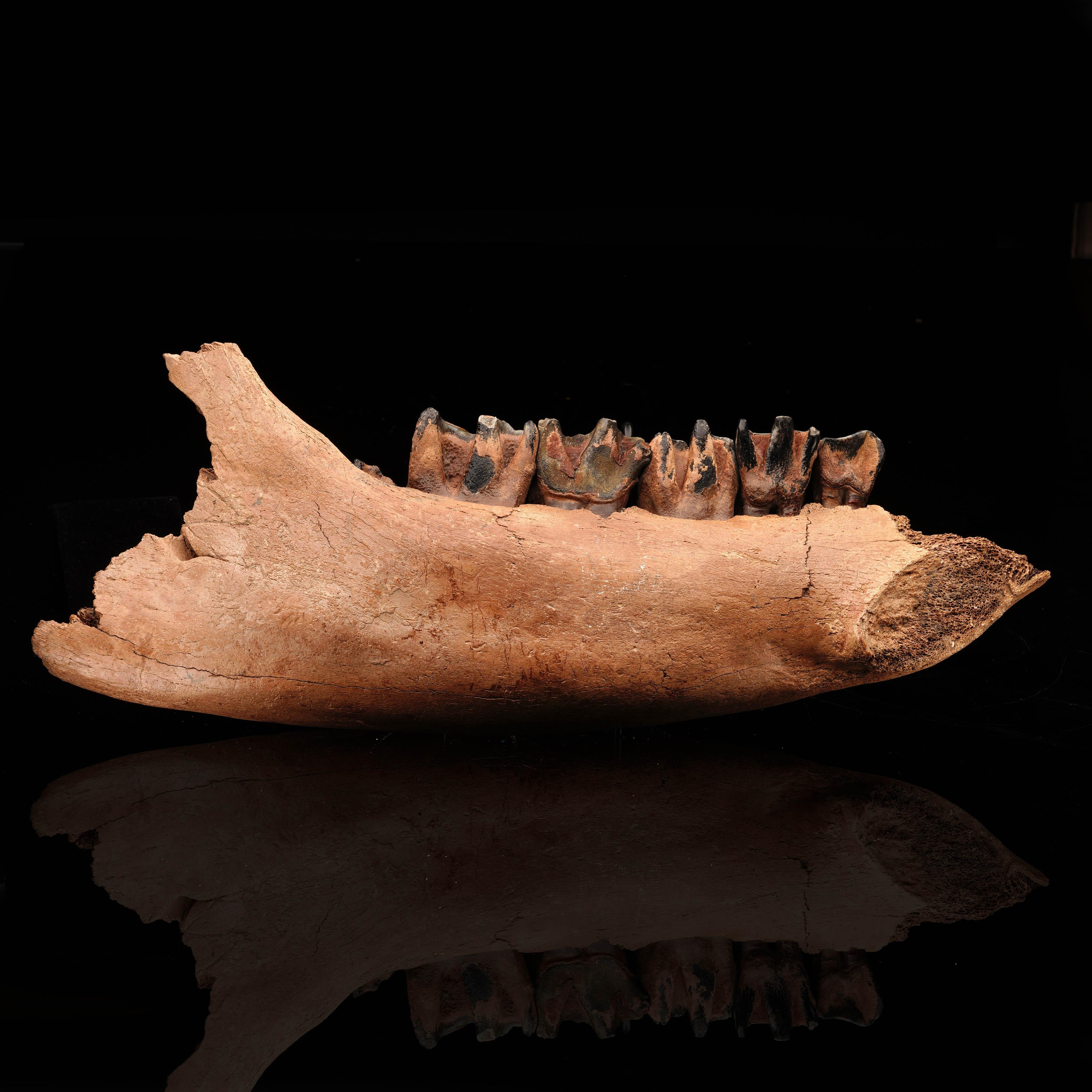18th Century and Earlier Genuine Woolly Rhino Jaw