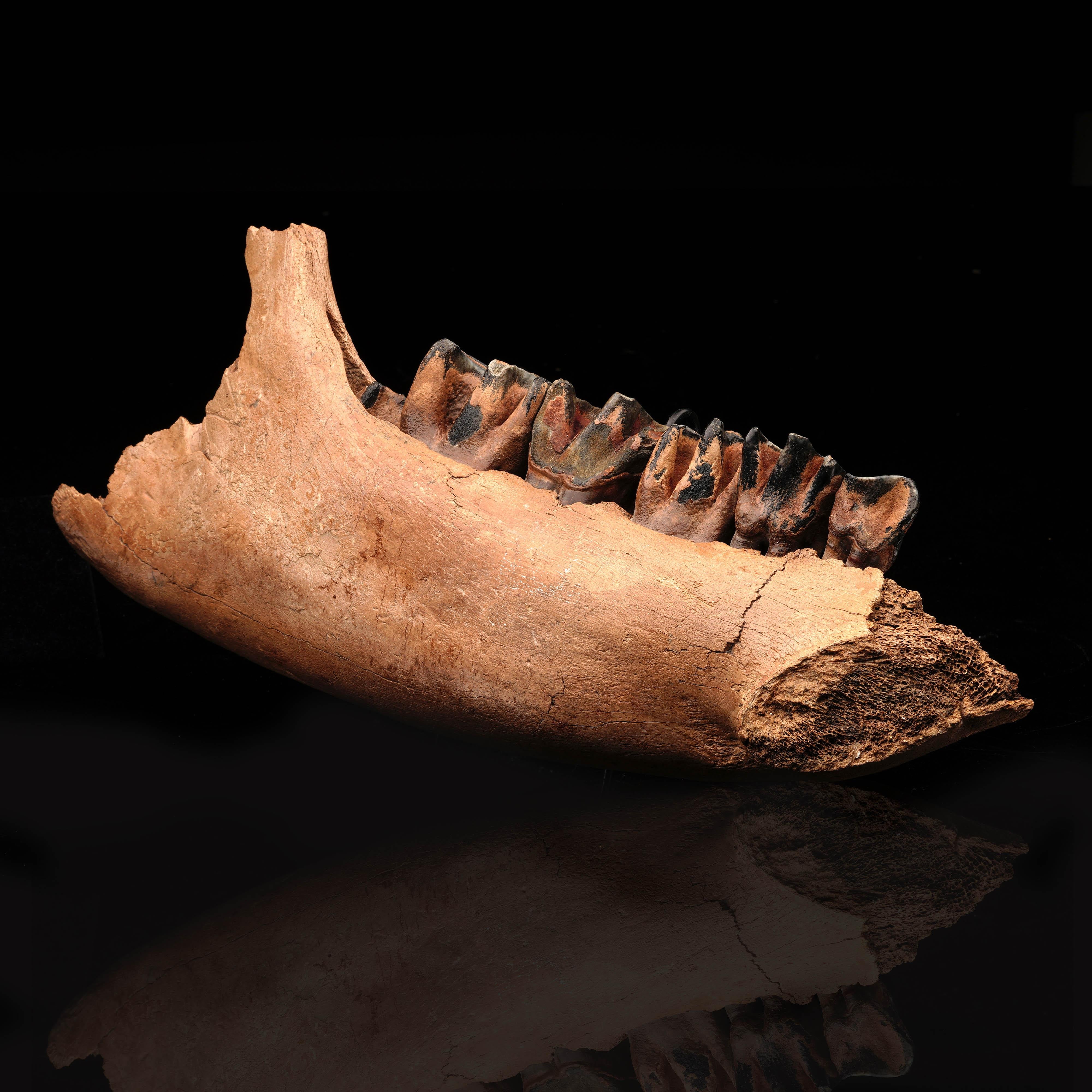 Organic Material Genuine Woolly Rhino Jaw