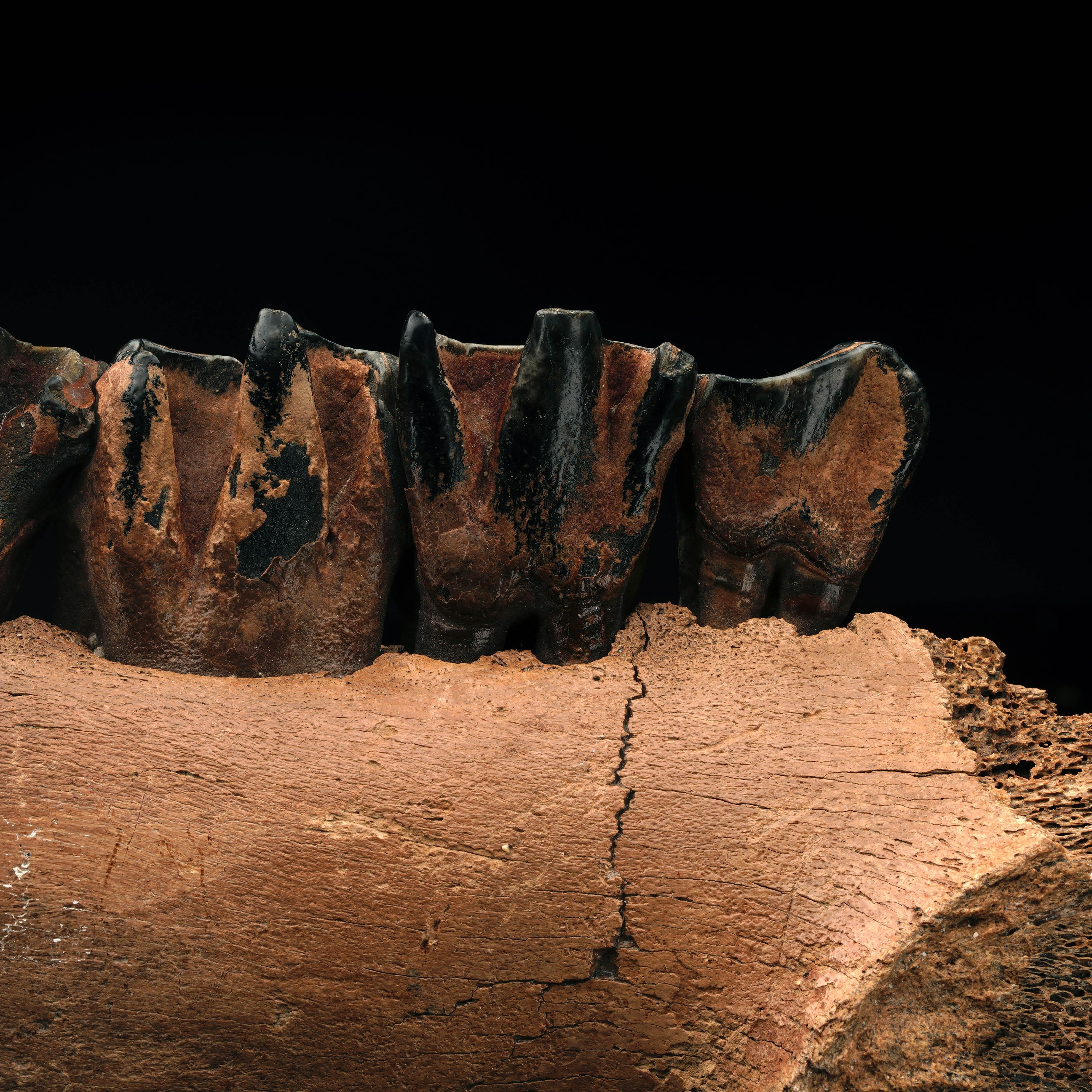 Genuine Woolly Rhino Jaw 2