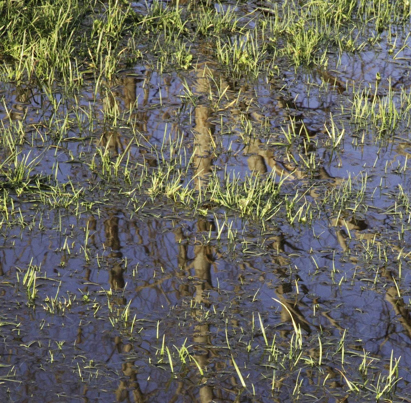 FLOW Flood Heath House 162, Photograph, Archival Ink Jet - Black Color Photograph by Geoff Dunlop