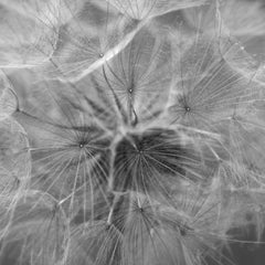 FLOW Horrington Triptych 5 Digital drawing, Photograph, Archival Ink Jet