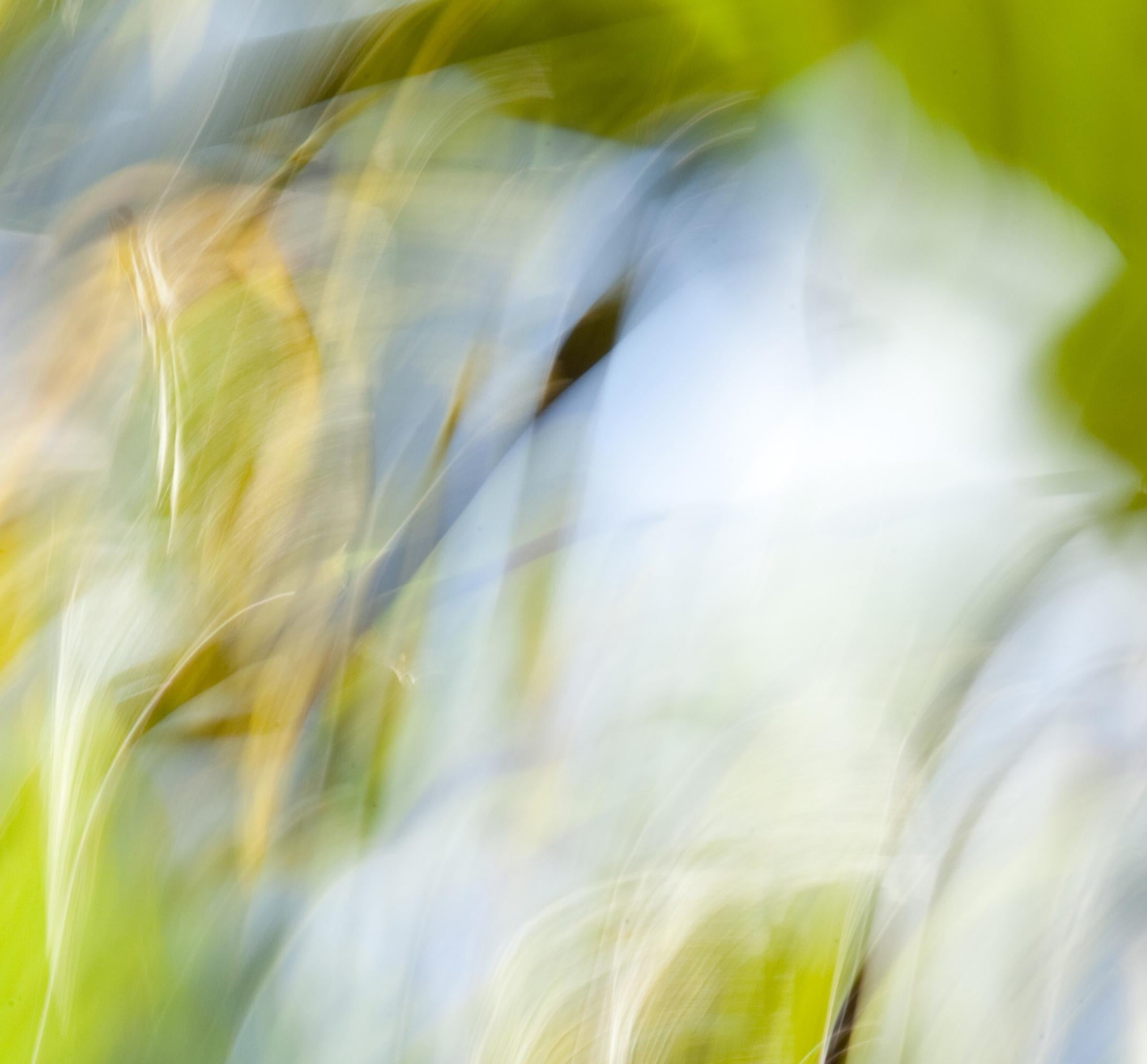 FLOW Zephyr 1, Fotografia, Getto d'inchiostro d'archivio - Photograph di Geoff Dunlop