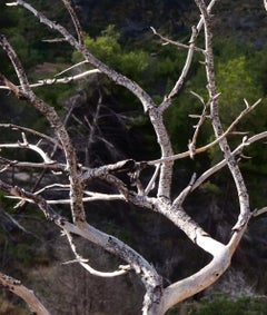 Ibiza dry - Tree Skeleton 81, photographie, type C