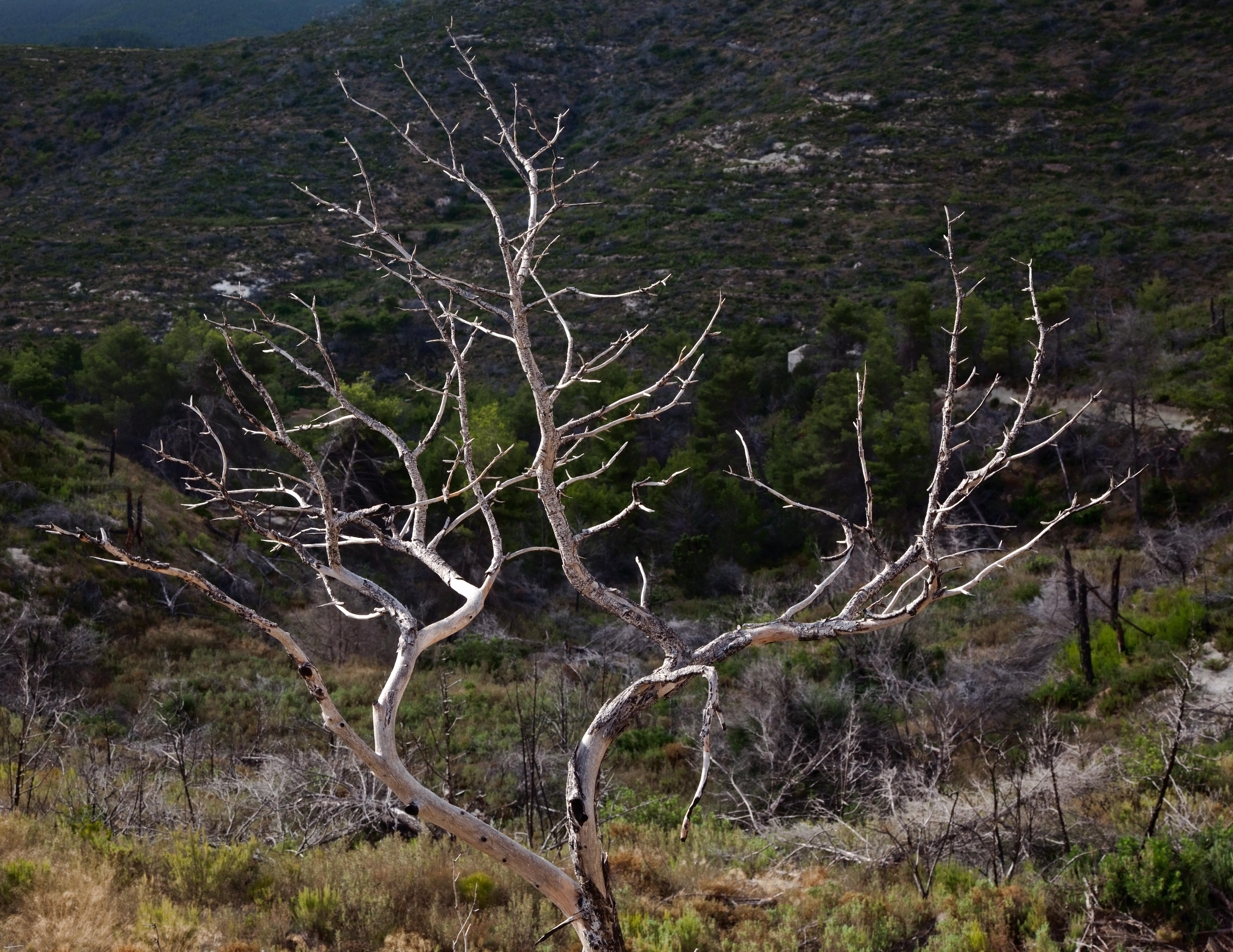 Geoff Dunlop Color Photograph - Ibiza dry - Skeleton tree 81, Photograph, C-Type