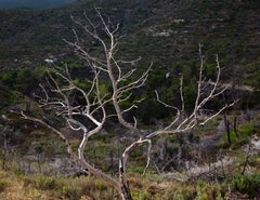 Ibiza dry - Skeleton tree 81, Photograph, C-Type