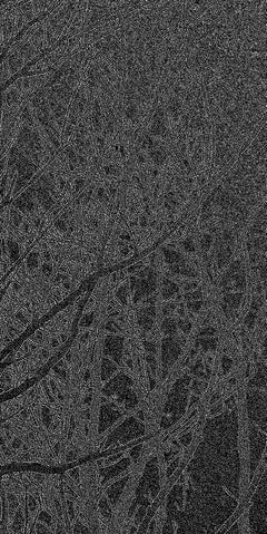 Il linguaggio degli alberi 420 / disegno b&n, fotografia, getto d'inchiostro d'archivio.