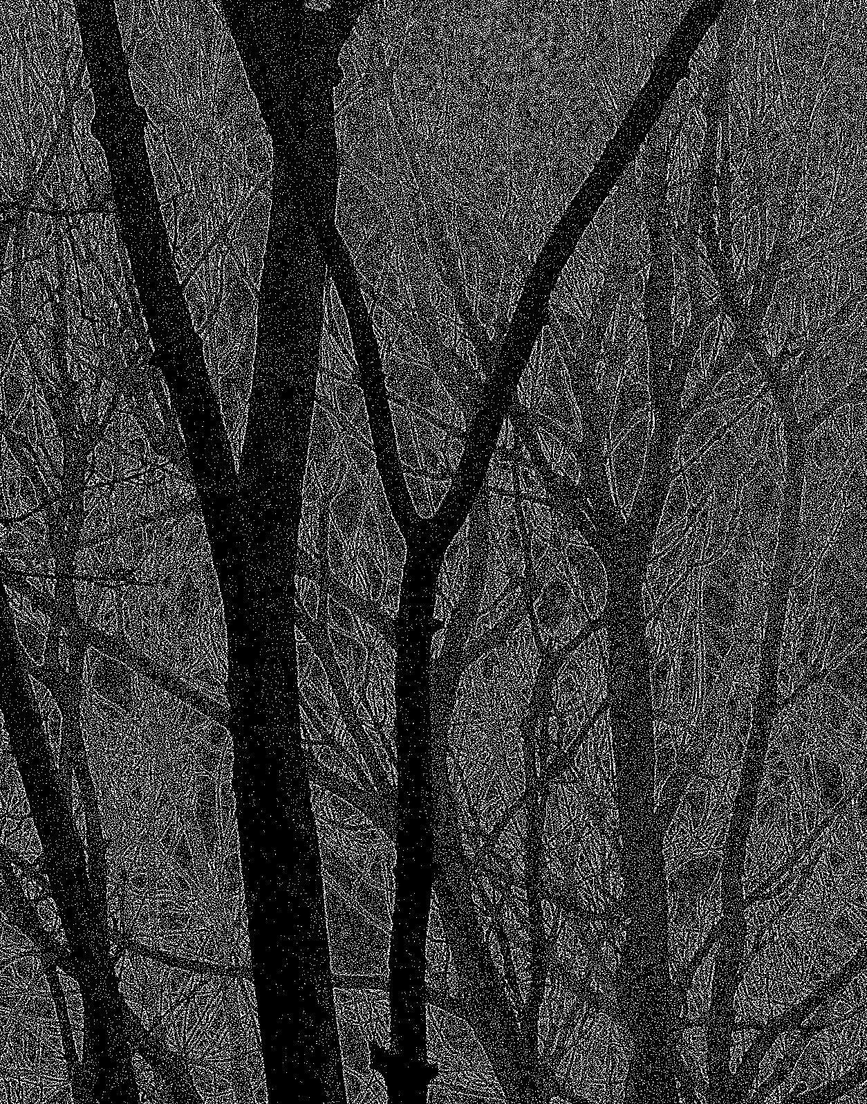 Geoff Dunlop Black and White Photograph - The Language of Trees 420 / b&w drawing, Photograph, Archival Ink Jet