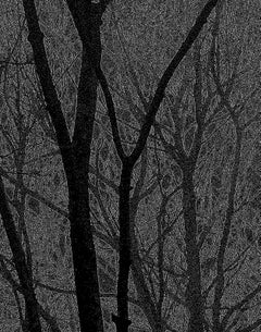 The Language of Trees 420 / b&w drawing, Photograph, Archival Ink Jet