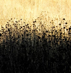 Abstract Color Photography by Geoffrey Baris, Wildflowers, Nature, Yellow, Black