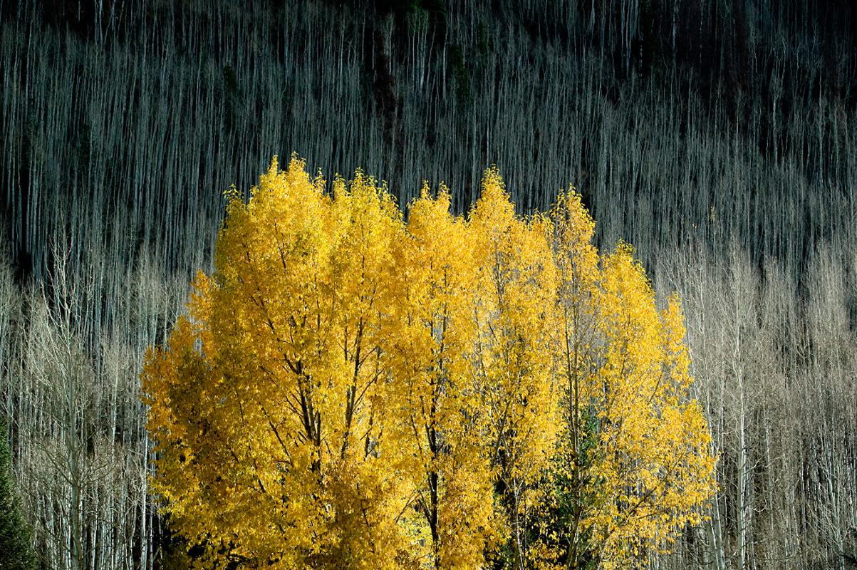 Color Photograph Geoffrey Baris - « Autumn Leaves », photographie de nature, couleur, abstrait, surréaliste