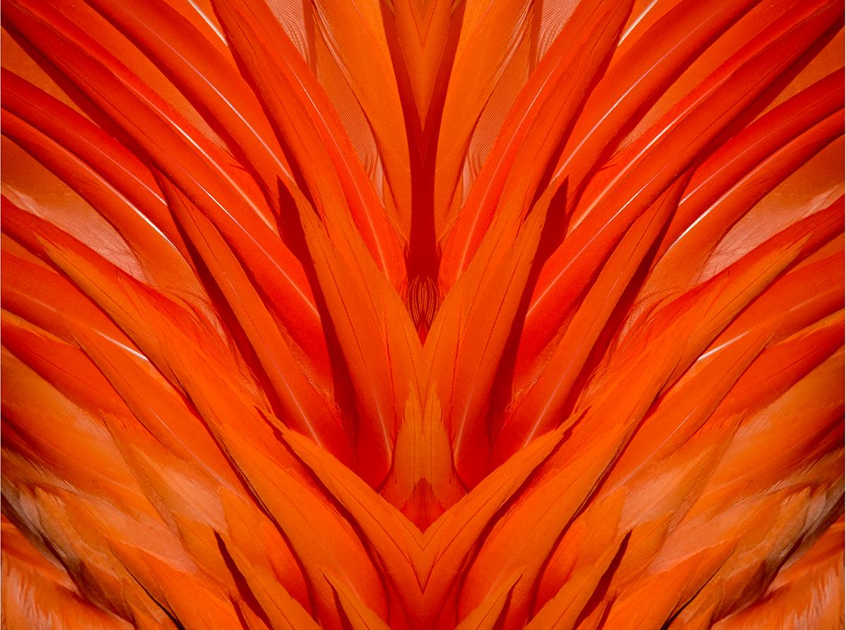 "Flammen mischen sich"  Abstrakte Farb-Naturfotografie von Geoffrey Baris
Archivalischer Pigmentdruck auf Kunstdruckpapier für Museen

Auflage von 7
Inklusive Echtheitszertifikat. Vom Künstler signiert und nummeriert.
Druck in Sondergröße auf