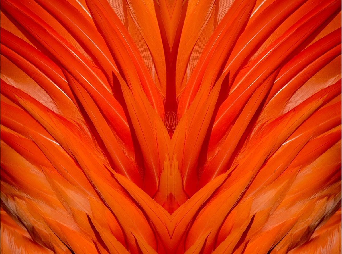 "Flames Mingle"  Abstract Color Nature Photography by Geoffrey Baris
Archival pigment print on museum fine art paper

Edition of 7
Includes certificate of authenticity. Signed and numbered by artist.
Custom sized print available upon