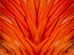 "Flames Mingle", Color Nature Photography by Geoffrey Baris, Red