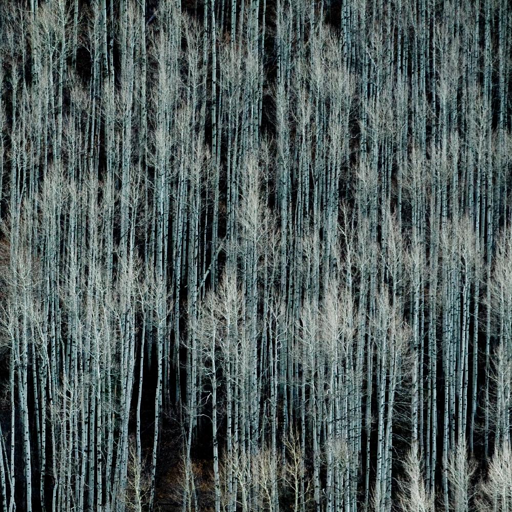 Abstract Photograph de Geoffrey Baris - "Árboles", Fotografía de Naturaleza, Color, Abstracto, Impresionista