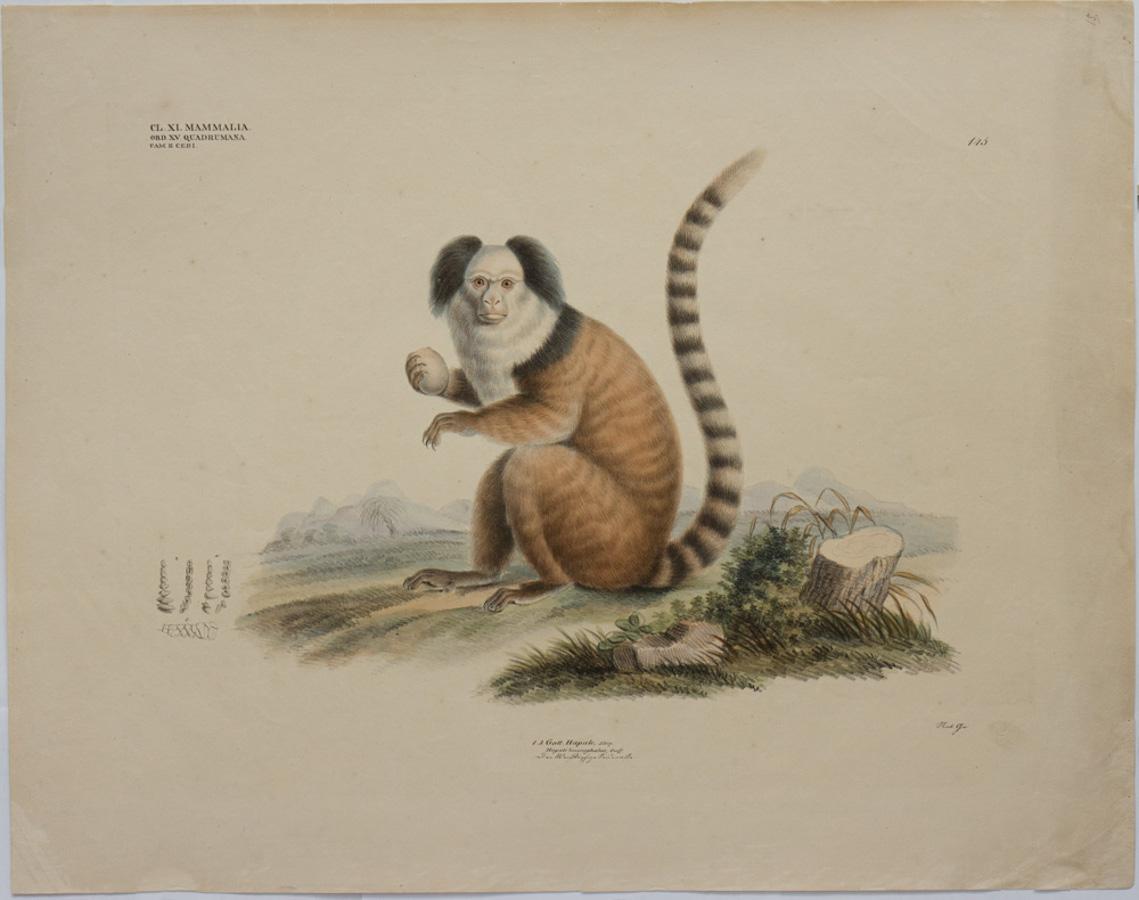Georg August Goldfuss Hapale Leucocephalus Pl 145 For Sale At 1stdibs