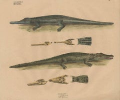 Antique Plate CL.IX. Reptilla: Crocodilus vulgaris, Crocodilus gangeticus [...].