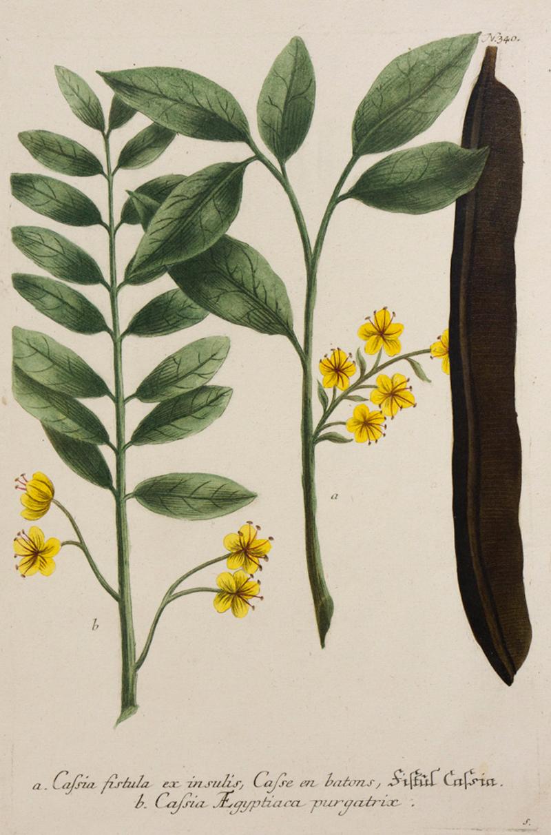 a. Cassia fistula ex insulis, Casse en bâtons, fistul Cassia / N.340 - Print de Georg Dionysius Ehret