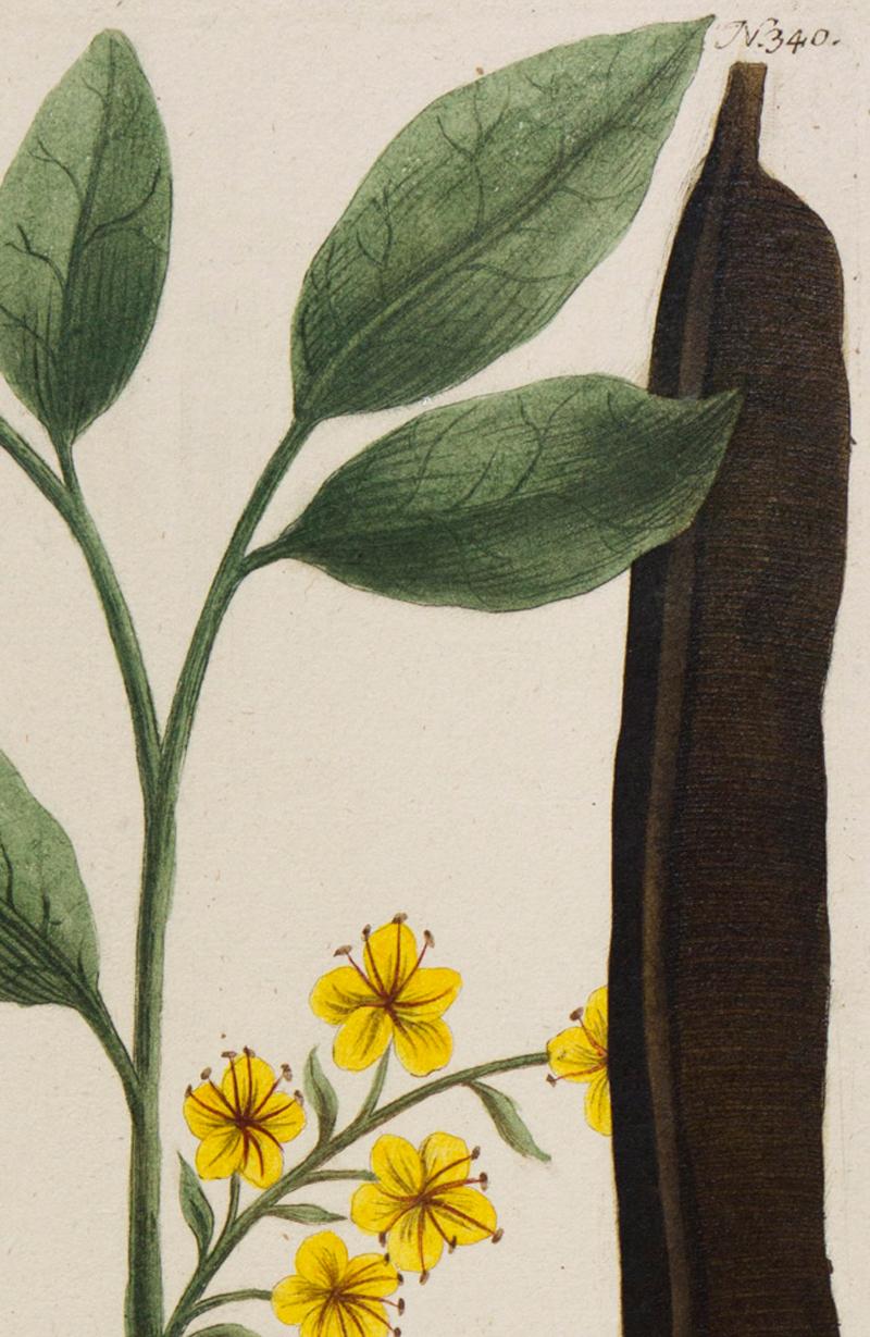 a. Cassia fistula ex insulis, Casse en bâtons, fistul Cassia / N.340 - Beige Still-Life Print par Georg Dionysius Ehret