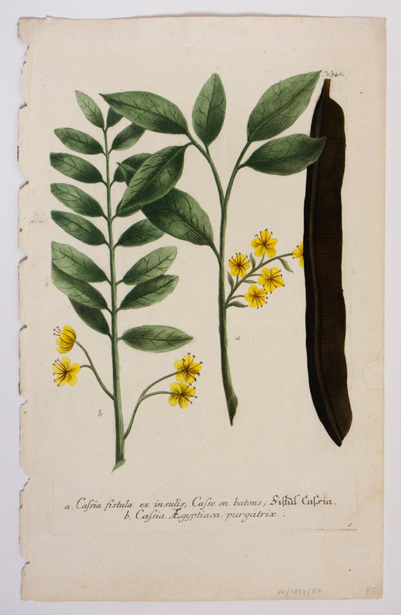 Still-Life Print Georg Dionysius Ehret - a. Cassia fistula ex insulis, Casse en bâtons, fistul Cassia / N.340