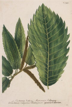 a. Castanea Sativa, Maronnier, Castanien N.343